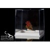 Scatola trasparente mm 100x80x80 base bianca