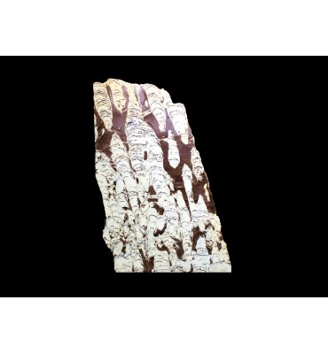 Stromatolite fossile Chencha Formation, Torgo, Yakutia, Russia
