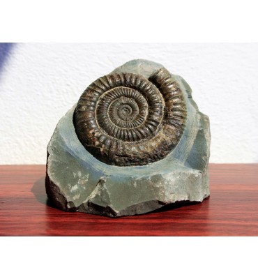 Dactylioceras commune...