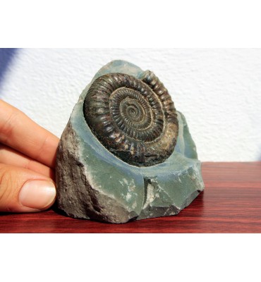 Dactylioceras commune...