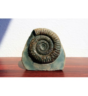 Dactylioceras commune...