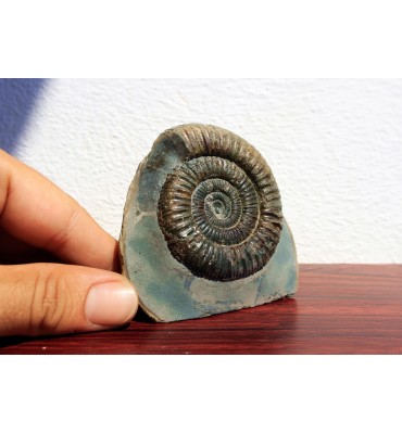 Dactylioceras commune...