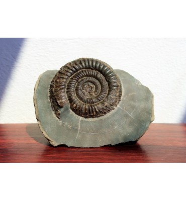 Dactylioceras commune...