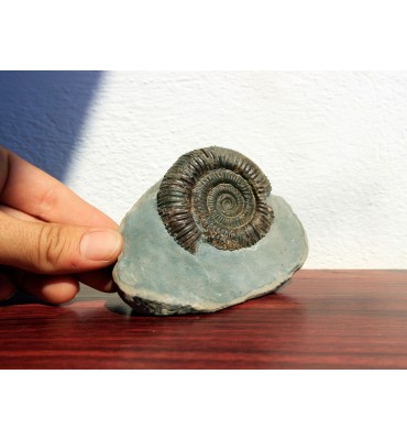 Dactylioceras commune...
