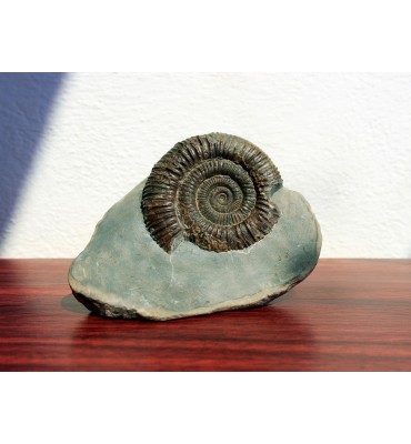 Dactylioceras commune...
