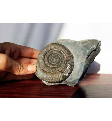 Dactylioceras commune...