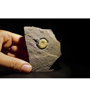 Promicroceras planicosta...