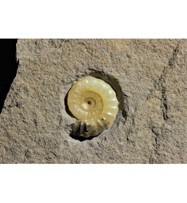 Promicroceras planicosta...