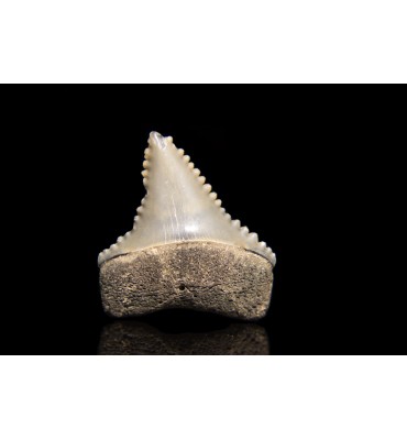 Carcharodon carcharias...