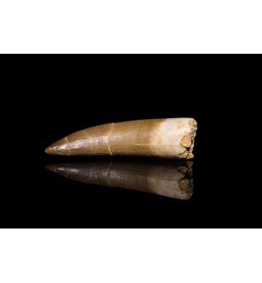 Zarafasaura oceanis (Vincent et al., 2011)