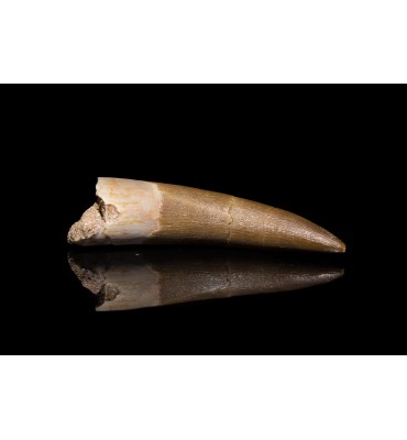 copy of Zarafasaura oceanis...