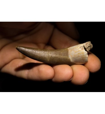 copy of Zarafasaura oceanis...