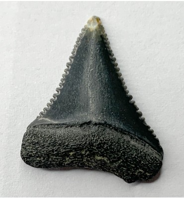 Carcharodon carcharias...