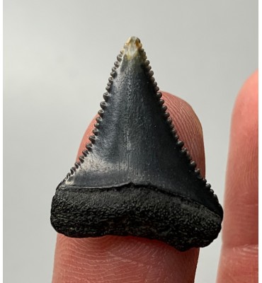 Carcharodon carcharias...