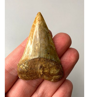 Carcharodon hastalis (Agassiz, 1843)