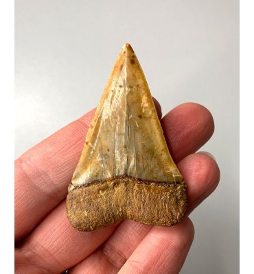 Carcharodon hastalis...
