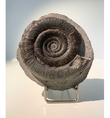 Fossil of Dactylioceras tenuicostatum (Young & Bird, 1822)