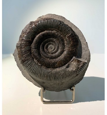 Fossil of Dactylioceras...