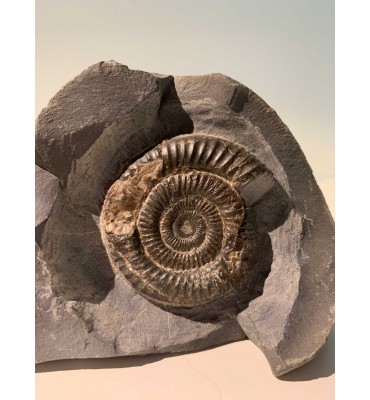 Fossil of ammonite...