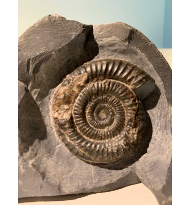Fossil of ammonite...