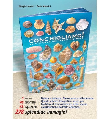 Grande conchiglia, Conchiglia di mare ruvida, Conchiglia grande, Tesoro  marino, Conchiglie naturali dell'oceano, Bella conchiglia, Tesoro marino,  Decorazione conchiglia -  Italia