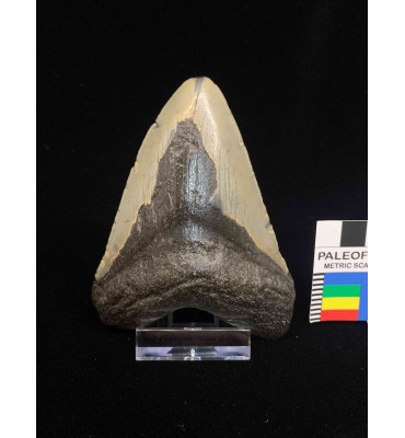 Otodus megalodon (Agassiz,...