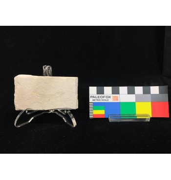 Dastilbe elongatus Silva-Santos, 1947