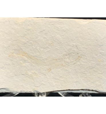 Dastilbe elongatus...