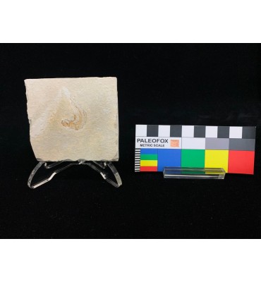 Dastilbe elongatus Silva-Santos, 1947