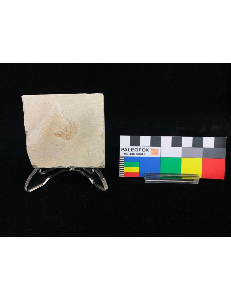 Dastilbe elongatus Silva-Santos, 1947