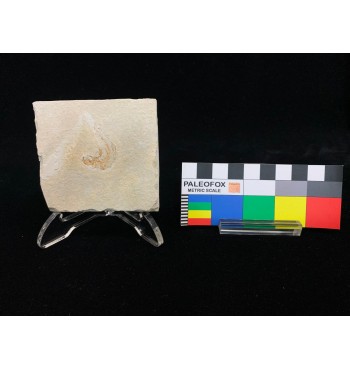 Dastilbe elongatus Silva-Santos, 1947