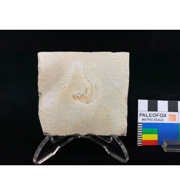 Dastilbe elongatus...