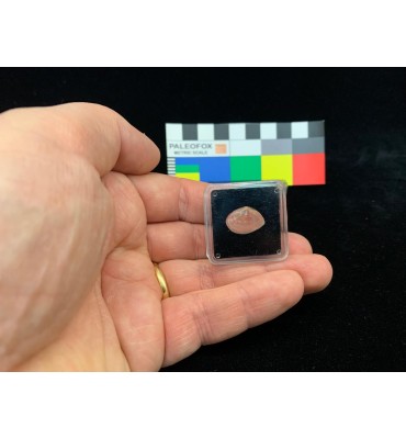 TQ007 - Transparent box 31x31x12 mm