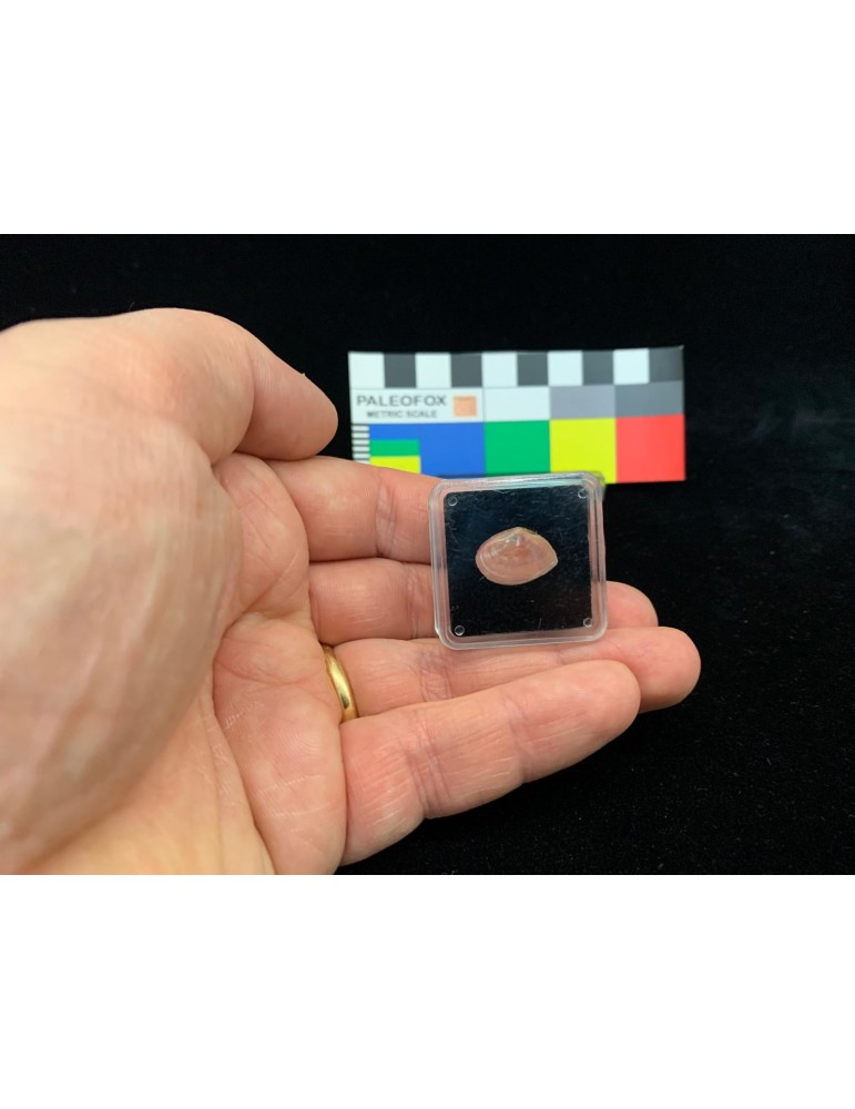 TQ007 - Transparent box 31x31x12 mm