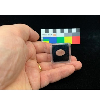 TQ007 - Transparent box 31x31x12 mm