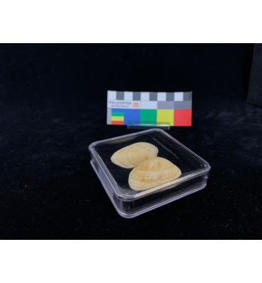 TQ019 Scatola trasparente mm 76x76x19