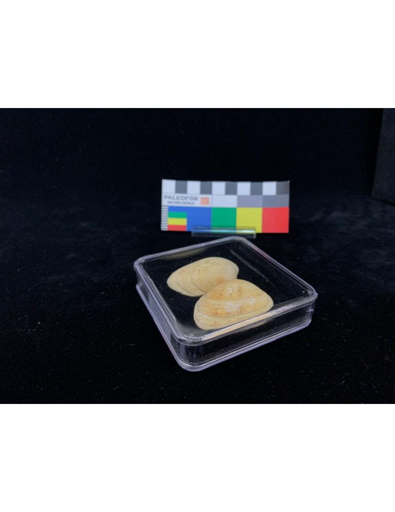 TQ019 Scatola trasparente mm 76x76x19