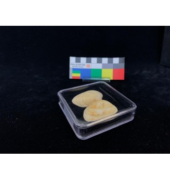 TQ019 Scatola trasparente mm 76x76x19