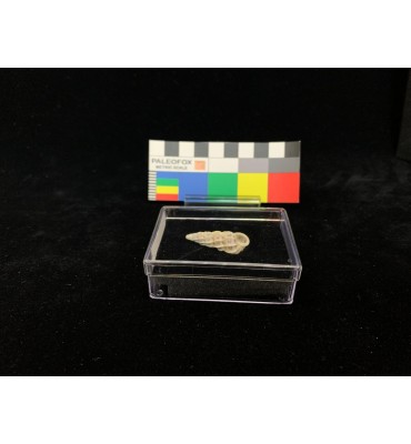 TR013 - Transparent box...