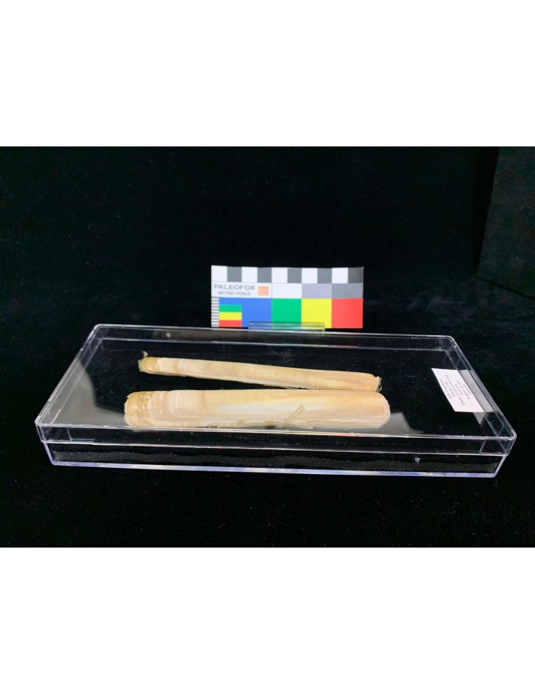 TR033 - Scatola trasparente 198x78x27 mm