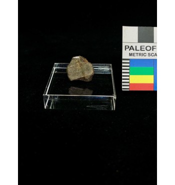 Lithic meteorite - NWA ordinary chondrite