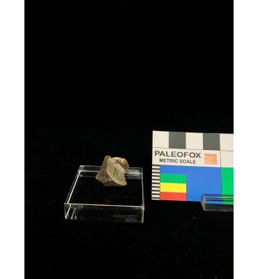 Meteorite litica - Condrite...