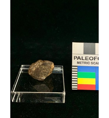 Meteorite litica - Condrite...