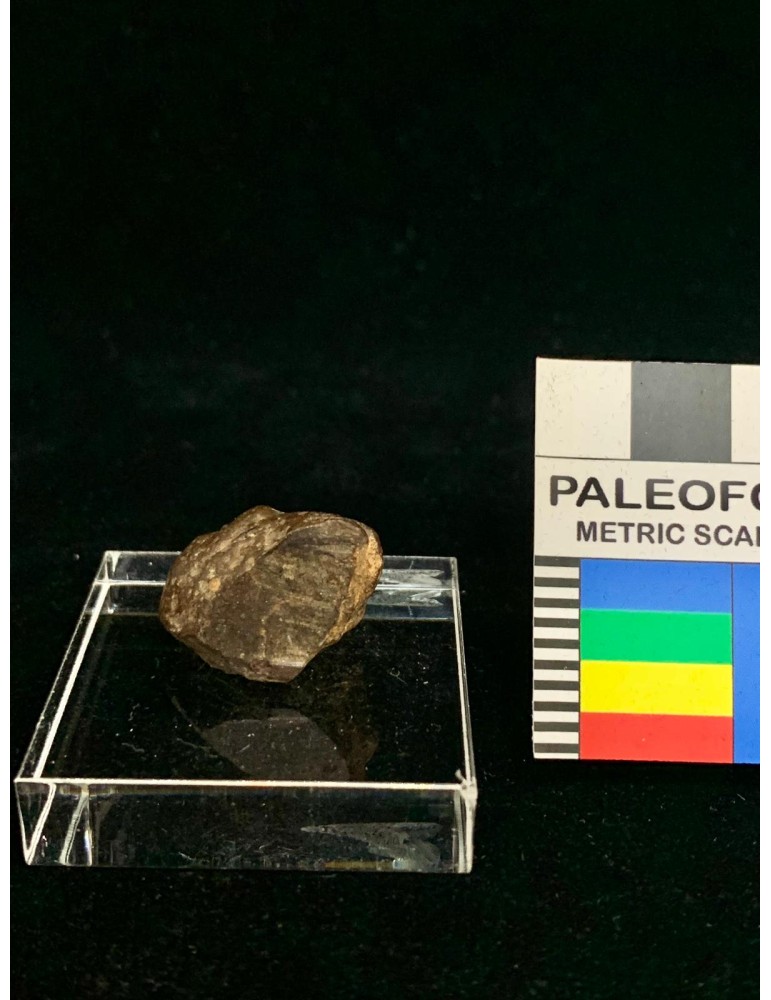 Meteorite litica - Condrite ordinaria NWA 7,6 gr