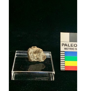 Lithic meteorite - NWA ordinary chondrite