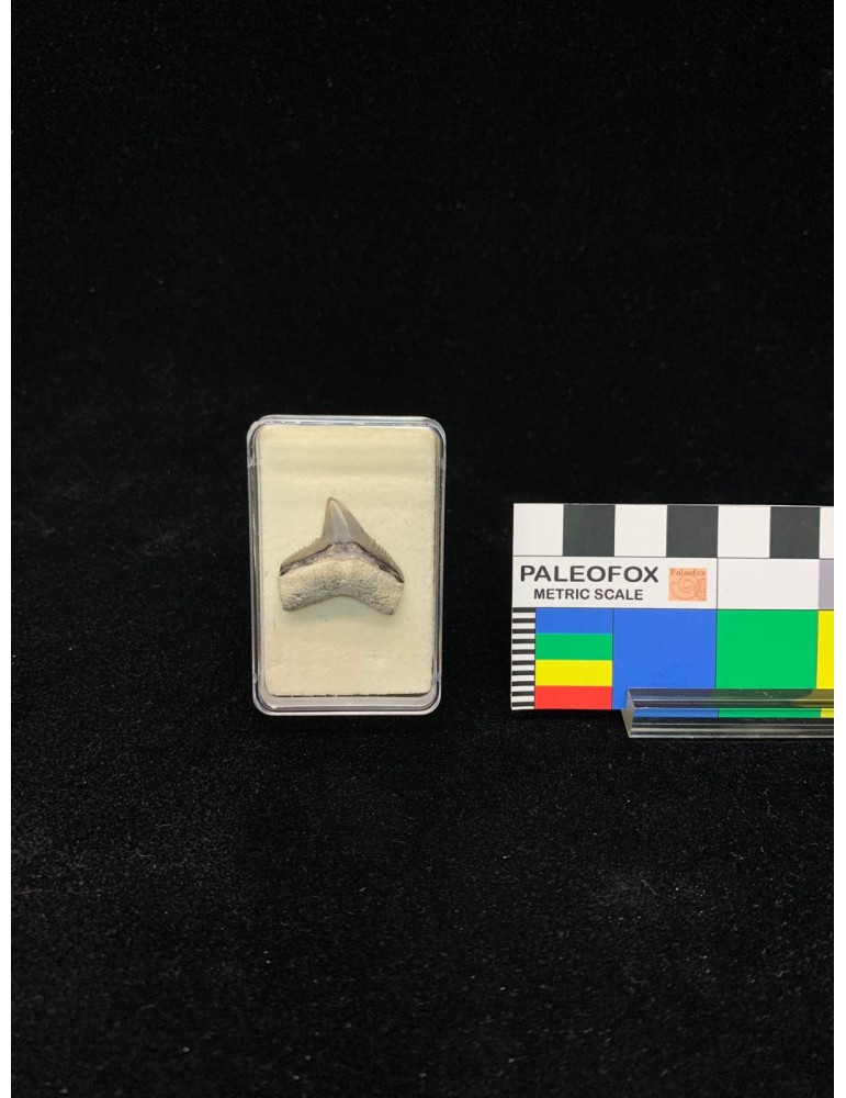 Galeocerdo aduncus (Agassiz, 1843)