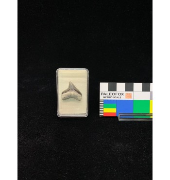 Galeocerdo aduncus (Agassiz, 1843)