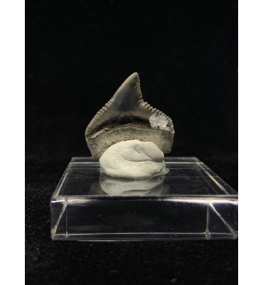 Galeocerdo aduncus...