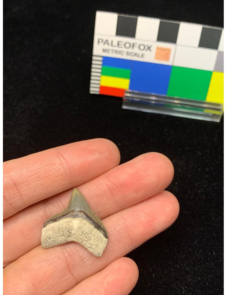 Galeocerdo aduncus (Agassiz, 1843)