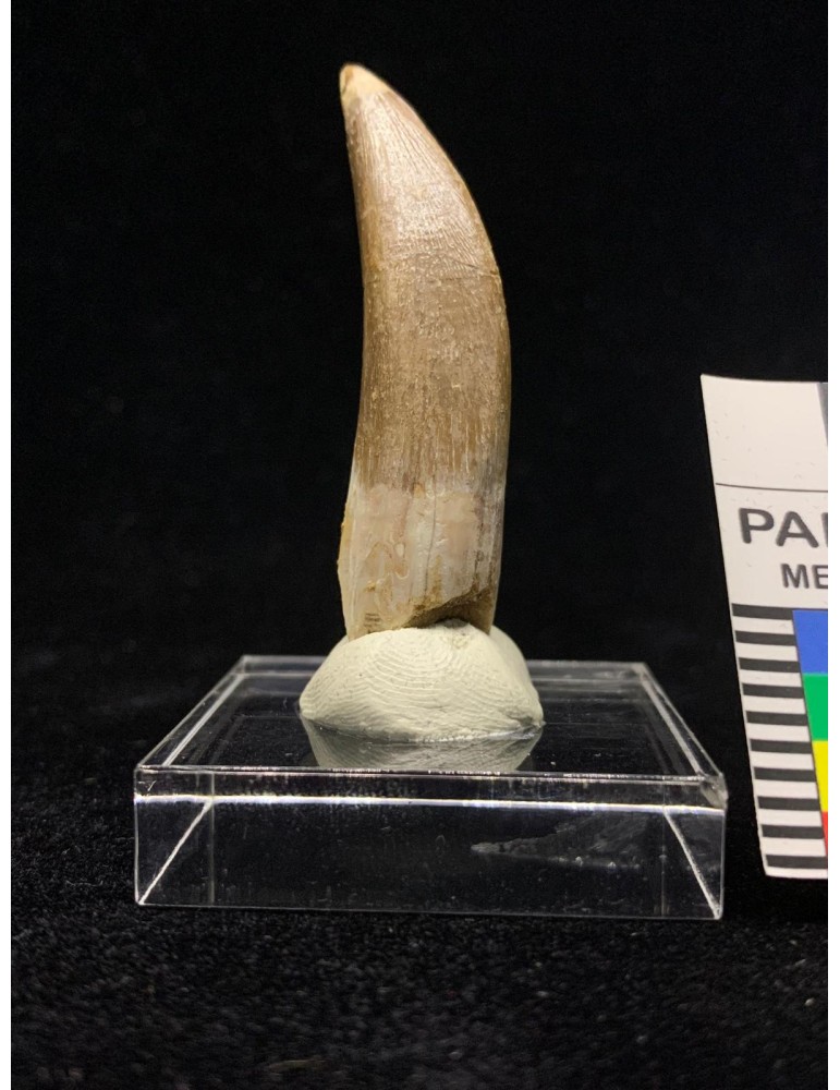 Zarafasaura oceanis (Vincent et al., 2011)